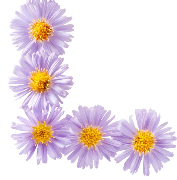Small purple chrysanthemums — Stock Photo, Image