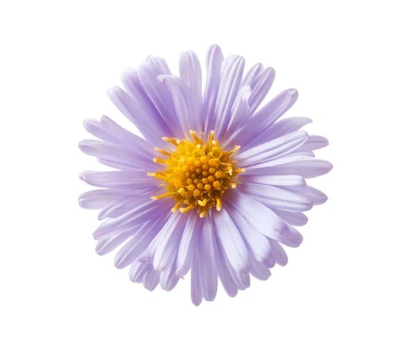 Chryzantema liliowy — Zdjęcie stockowe
