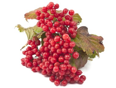 kırmızı viburnum.