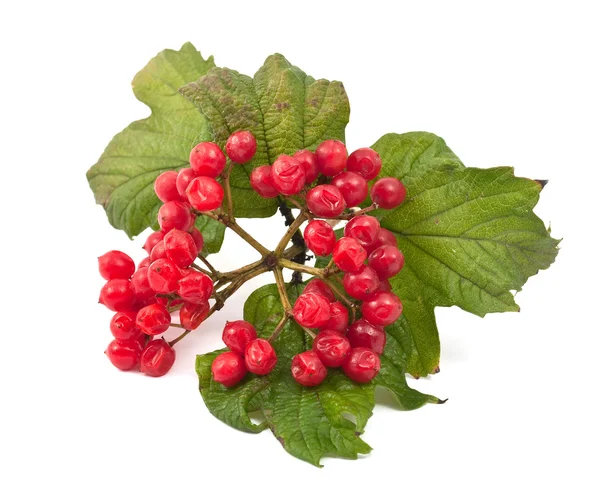 Красные ягоды вибурнума — стоковое фото
