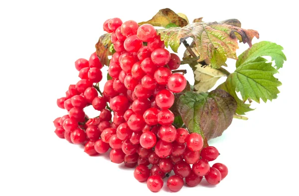 Rote Beeren von Viburnum — Stockfoto