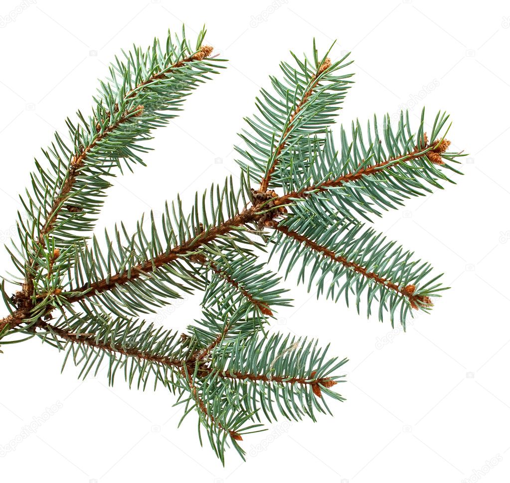 Spruce branch