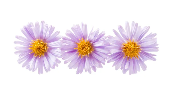 Chrysanthemum lilac — Stock Photo, Image
