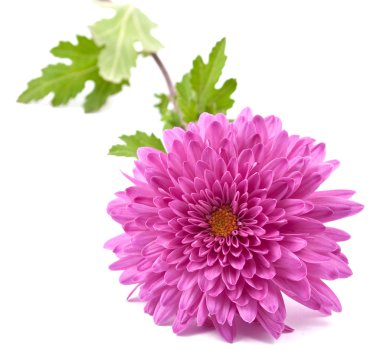 Chrysanthemum flower clipart