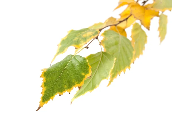 Berk Herfstbladeren — Stockfoto