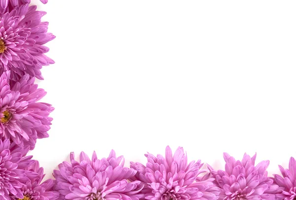 Frame made of chrysanthemum flowers — Stock Photo, Image