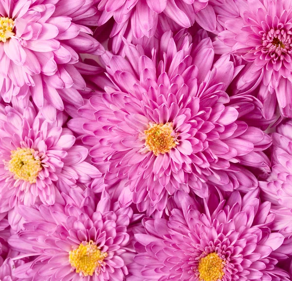Bakgrund av blommorna — Stockfoto