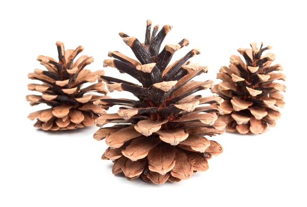 Cones de pinheiro — Fotografia de Stock