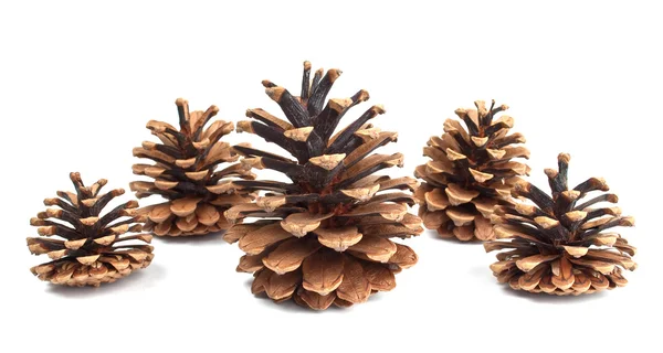 Pine cones Stock Image