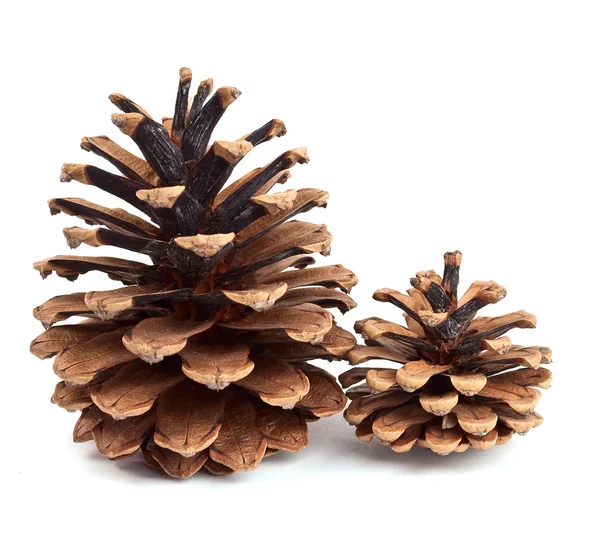 Cones de pinheiro — Fotografia de Stock