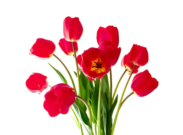 Bukett röda tulpaner — Stockfoto