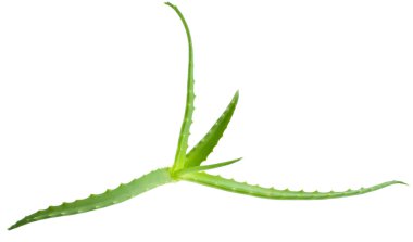 aloe vera - şifalı bitki