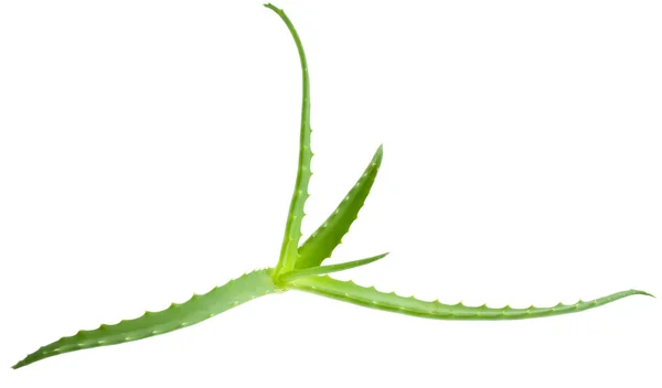 Aloe vera - pianta curativa — Foto Stock