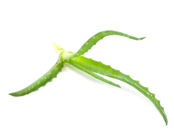 芦荟-疗效植物 — 图库照片