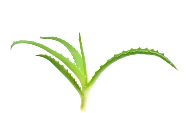 Aloe Vera Plante Curative Sur Fond Blanc — Photo