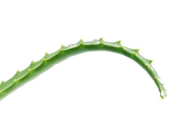 Aloe vera - plantă curativă — Fotografie, imagine de stoc