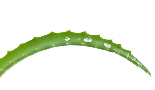 Aloe vera - planta curativa — Fotografia de Stock