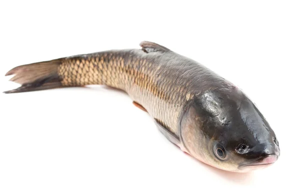 Färsk Fisk Vit Bakgrund — Stockfoto