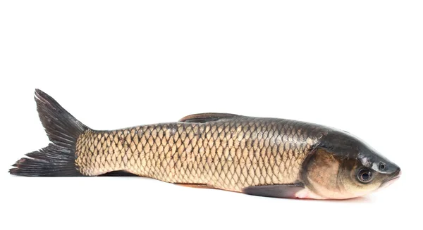 白を背景にした新鮮な魚 — ストック写真