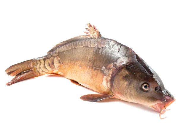 Karp fisk — Stockfoto
