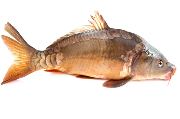 Pesce carpa — Foto Stock