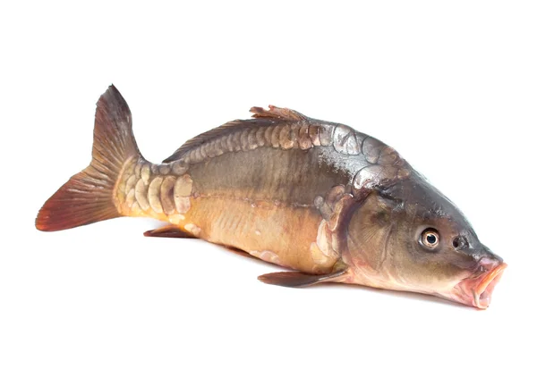 Karper Vis Een Witte Achtergrond — Stockfoto