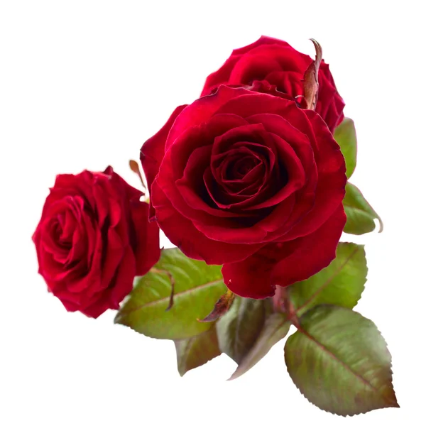 Roses Rouges Sur Fond Blanc — Photo
