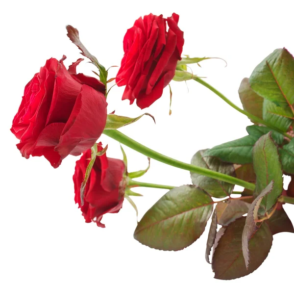 Červené Růže Bílém Pozadí — Stock fotografie