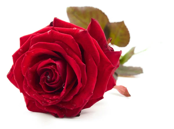 白い背景に暗い赤いバラ — ストック写真