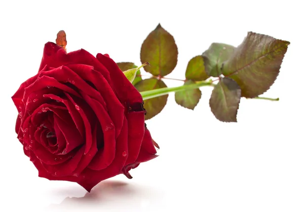 在白色背景上的暗红色玫瑰 — 图库照片