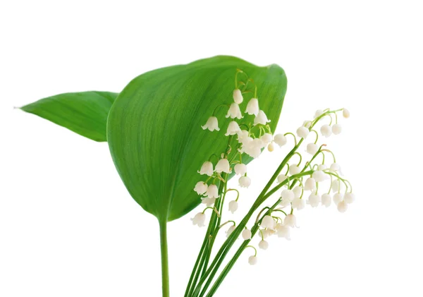 Lilies Valley White Background — Stock Photo, Image