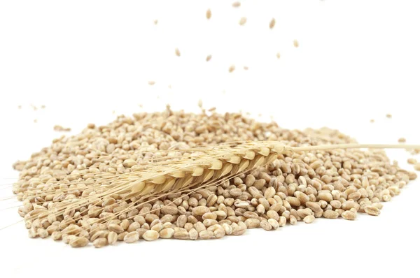 Пшеница Ушами Белом Фоне — стоковое фото