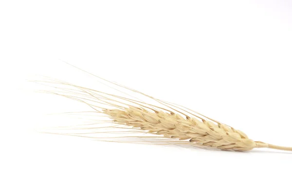 Spikelet of wheat — Stock Photo, Image