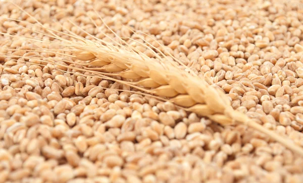 Grano de trigo —  Fotos de Stock