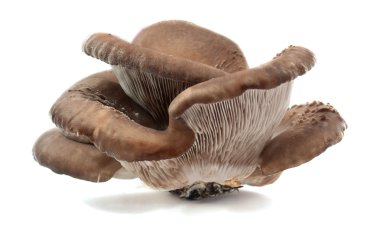 Oyster mushrooms clipart