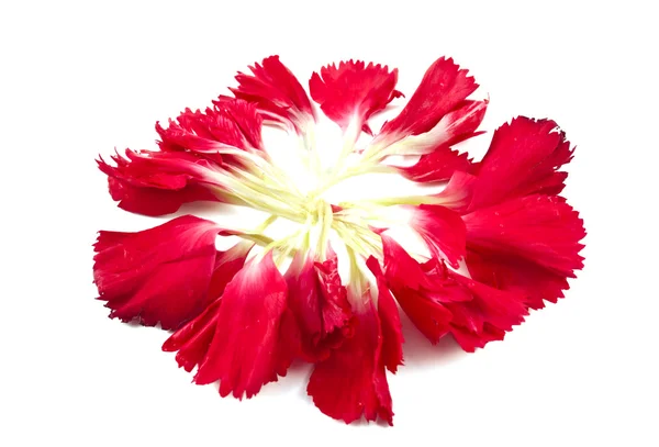 Carnation Petals White Background — Stock Photo, Image