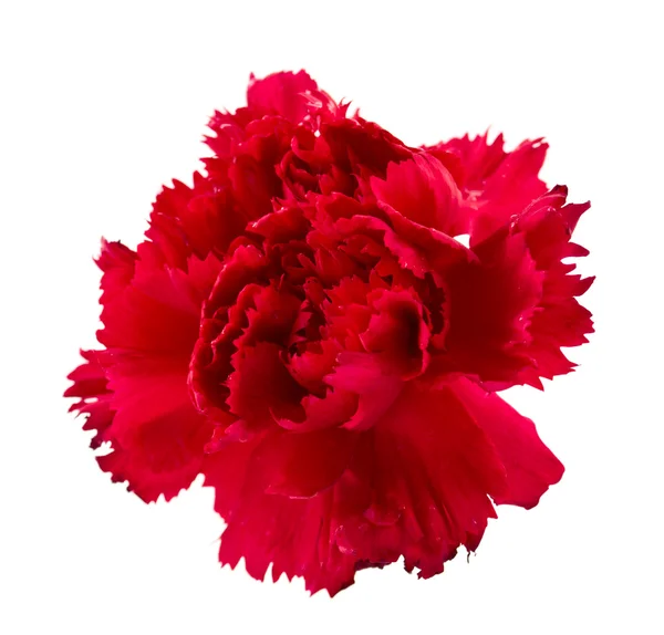 Red Carnation White Background — Stock Photo, Image
