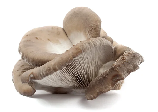 stock image Oyster mushrooms