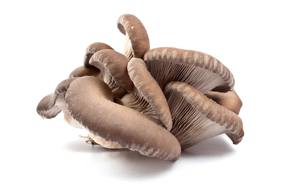 Oyster Mushrooms White Background — Stock Photo, Image