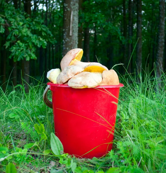 Bucket of mushrooms — Stock Photo, Image
