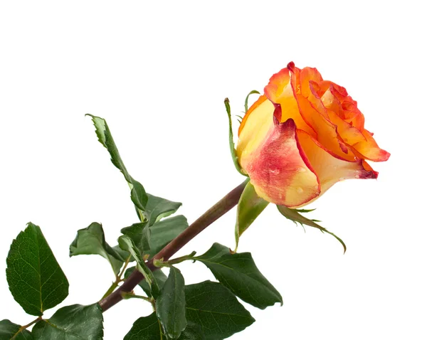 Yellow rose Royalty Free Stock Images