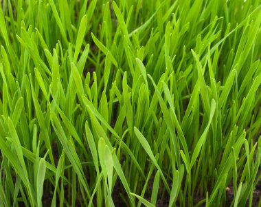 Spring grass texture clipart