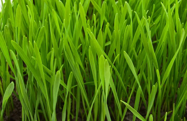 Textura de hierba primavera —  Fotos de Stock