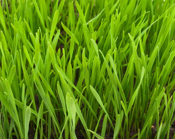 Textura de hierba primavera — Foto de Stock