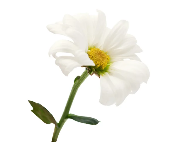 Biała Margerytka — Zdjęcie stockowe