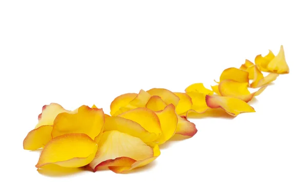 stock image Yellow rose petals