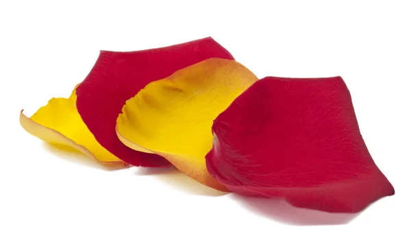 Gule, røde roseblader – stockfoto
