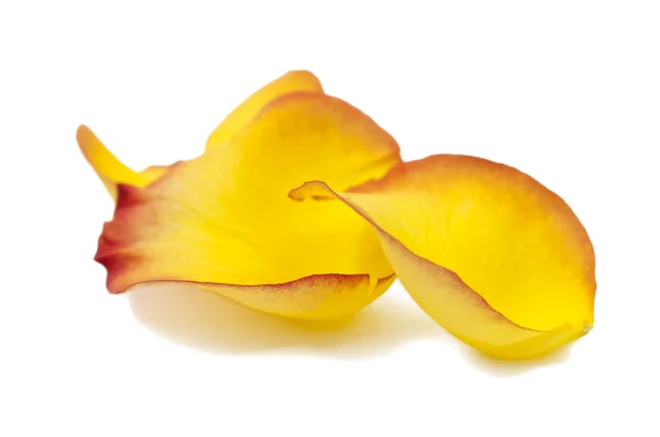 Gelbe Rosenblätter — Stockfoto