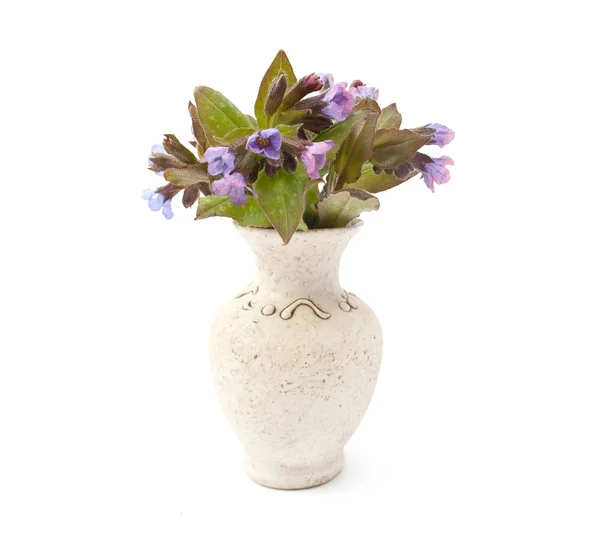 Vazoda çiçek — Stok fotoğraf