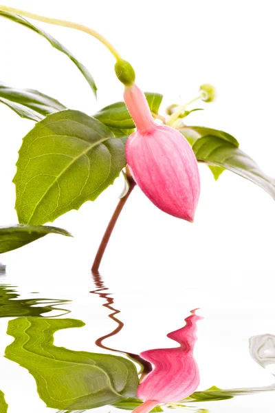 Fuchsia flower reflected in the water — Stock Photo, Image